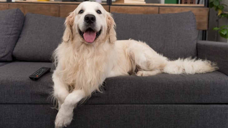 Can dogs catch coronavirus?