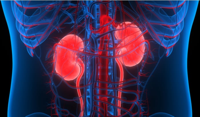 Stem-cell derived kidneys dialysis bioprint