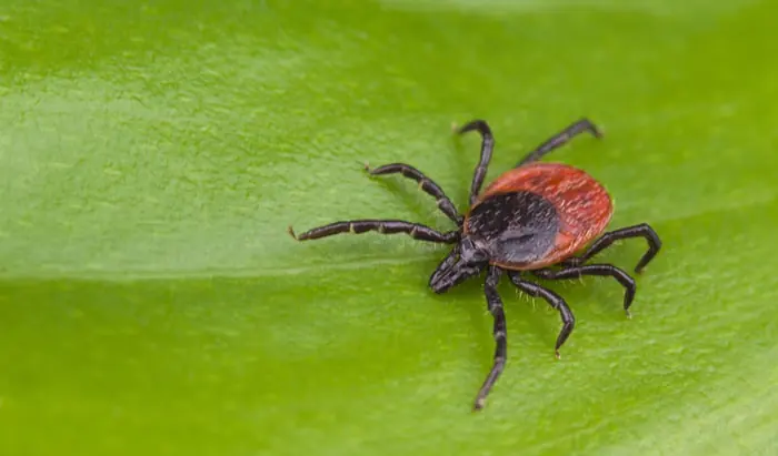 Dangers of Lyme disease and ticks