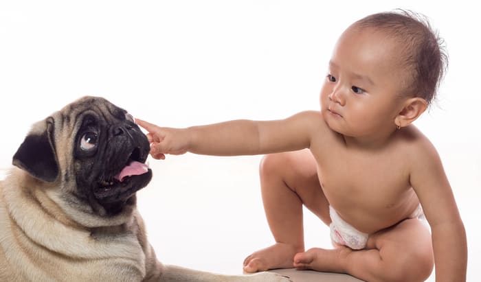 Dog bites – what you need to know dog bites