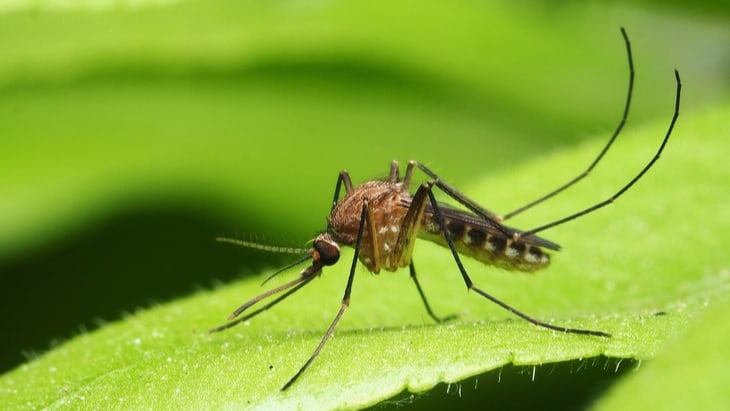 Scientists ask the public to help find mosquitoes in Scotland