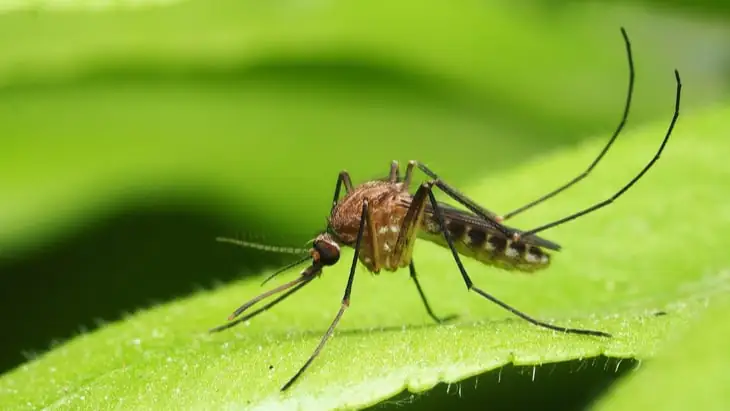 How Malaria Parasite Grows and Multiplies