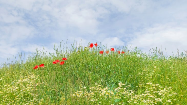 Call for Green Burial Corridors Alongside Roads, Railways and Country Footpaths
