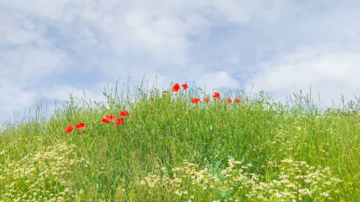Call for Green Burial Corridors Alongside Roads, Railways and Country Footpaths