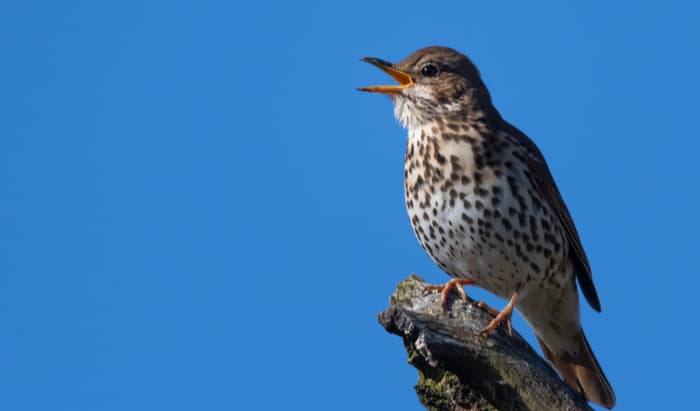 Thrush and vaginal health