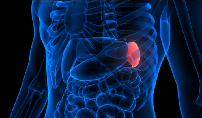 World first discovery of spleen function could lead to better treatments for infectious diseases