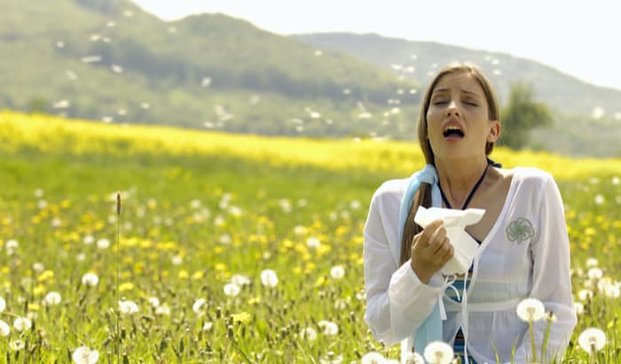 Surge in UK hay fever sufferers hay fever