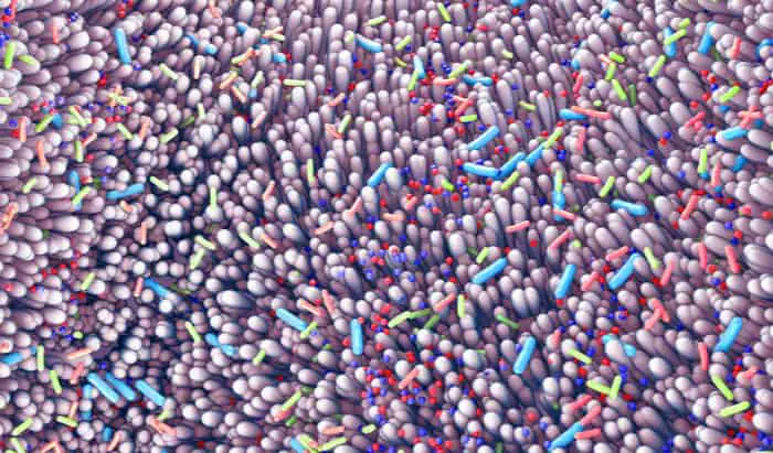 Using the microbiome to promote muscle growth