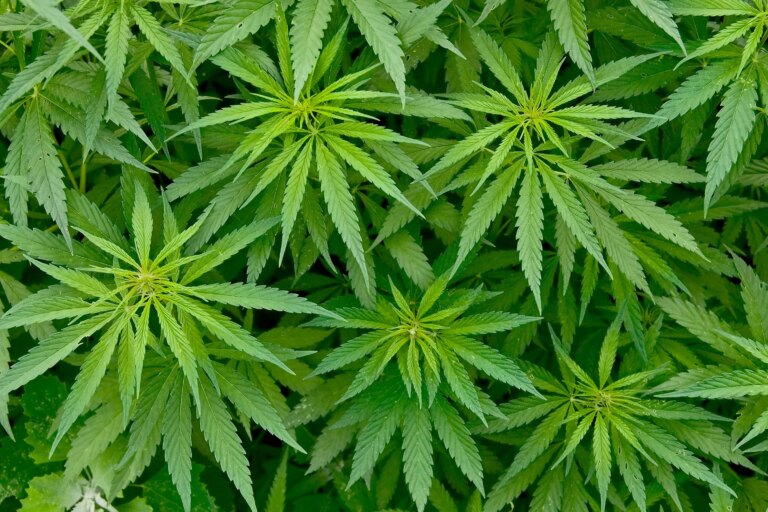 Medical Marijuana: Should cannabis be prescribed or not?