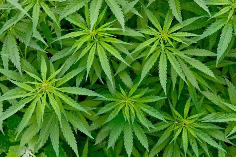 Medical Marijuana: Should cannabis be prescribed or not?