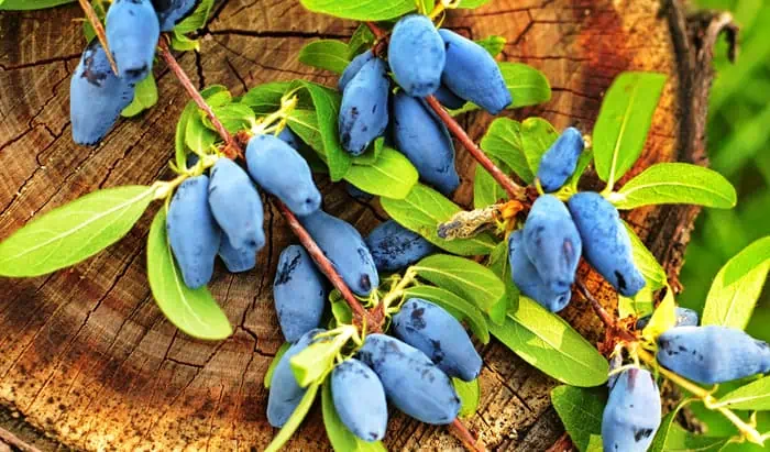 Haskap berries for running endurance