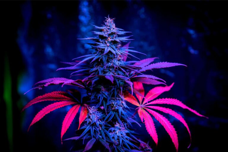 TikTok teen cannabis highs