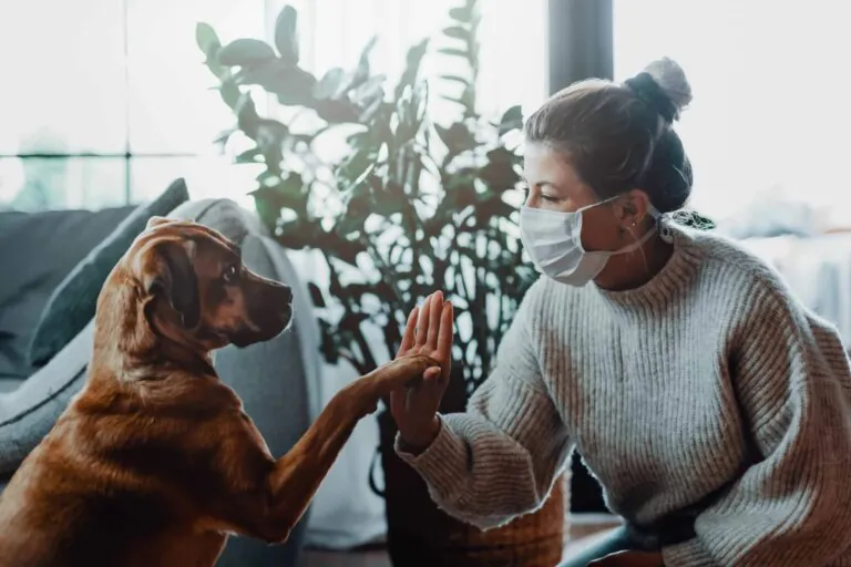 Dogs: How to introduce face masks