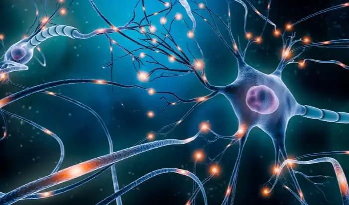 Myelin: one of the major factors of age-related brain deterioration
