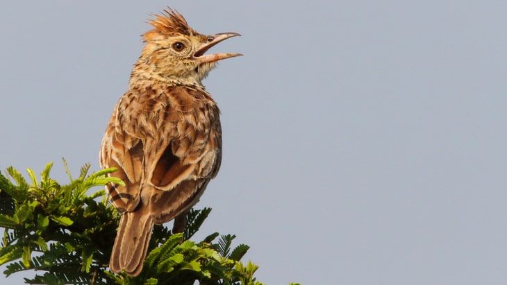 Up with the larks for a longer life