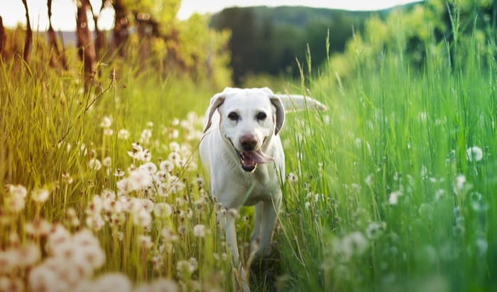 Dogs and Lyme disease
