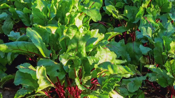 Nitrate supplementation could help breathing and lung clearance in the elderly