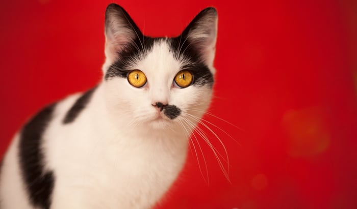 Remdesivir treatment for coronavirus in cats