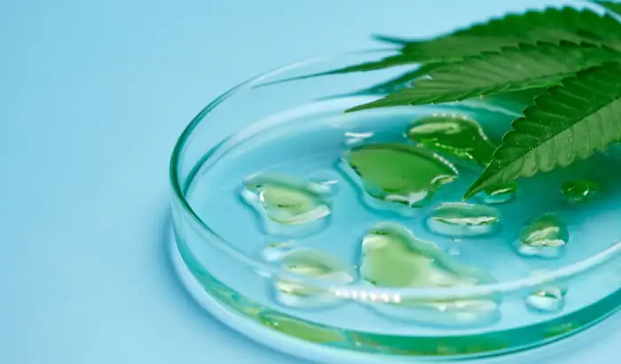 Antibiotic potential for cannabis molecule