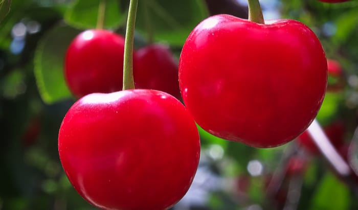 The powers of recovery with Montmorency cherries