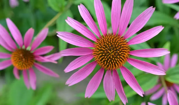 Echinacea: Herbal medicine as part of a winter health strategy Echinacea