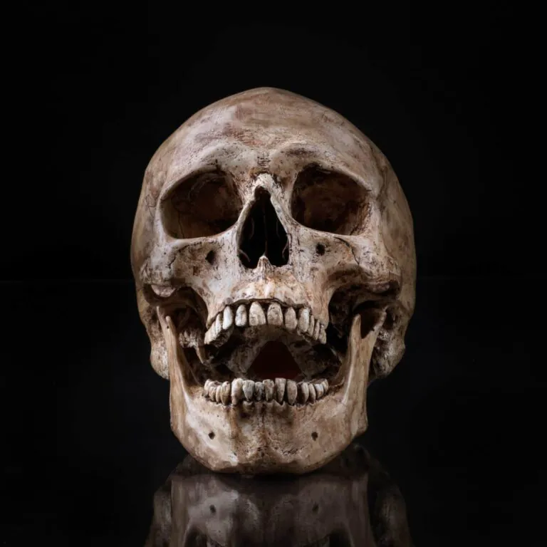 Jaws: Ancient ancestors evolved to be strong and snappy