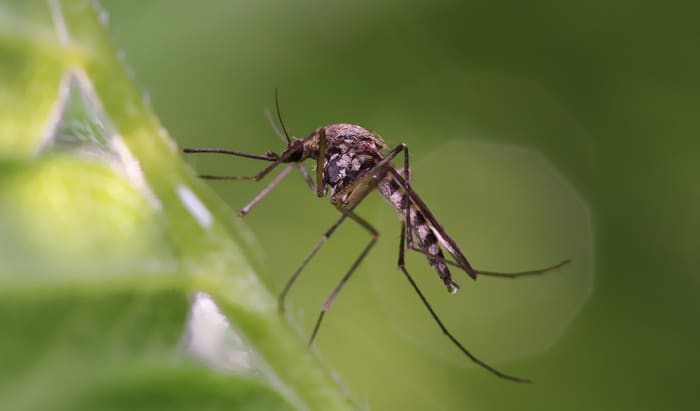 Gene drive technology: Malarial mosquitoes completely controlled in experiments