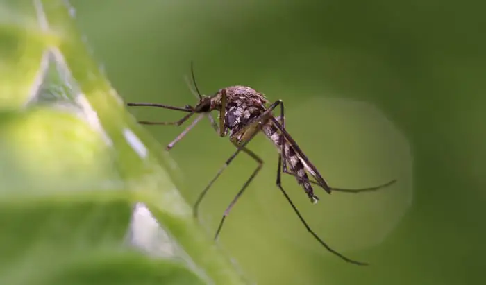 Gene drive technology: Malarial mosquitoes completely controlled in experiments