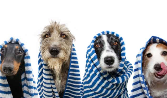 Water safety advice for your pets