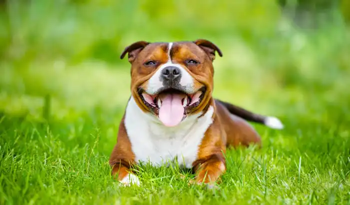The life and times of a therapy dog