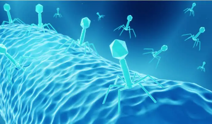 Phage therapy to fight bacteria