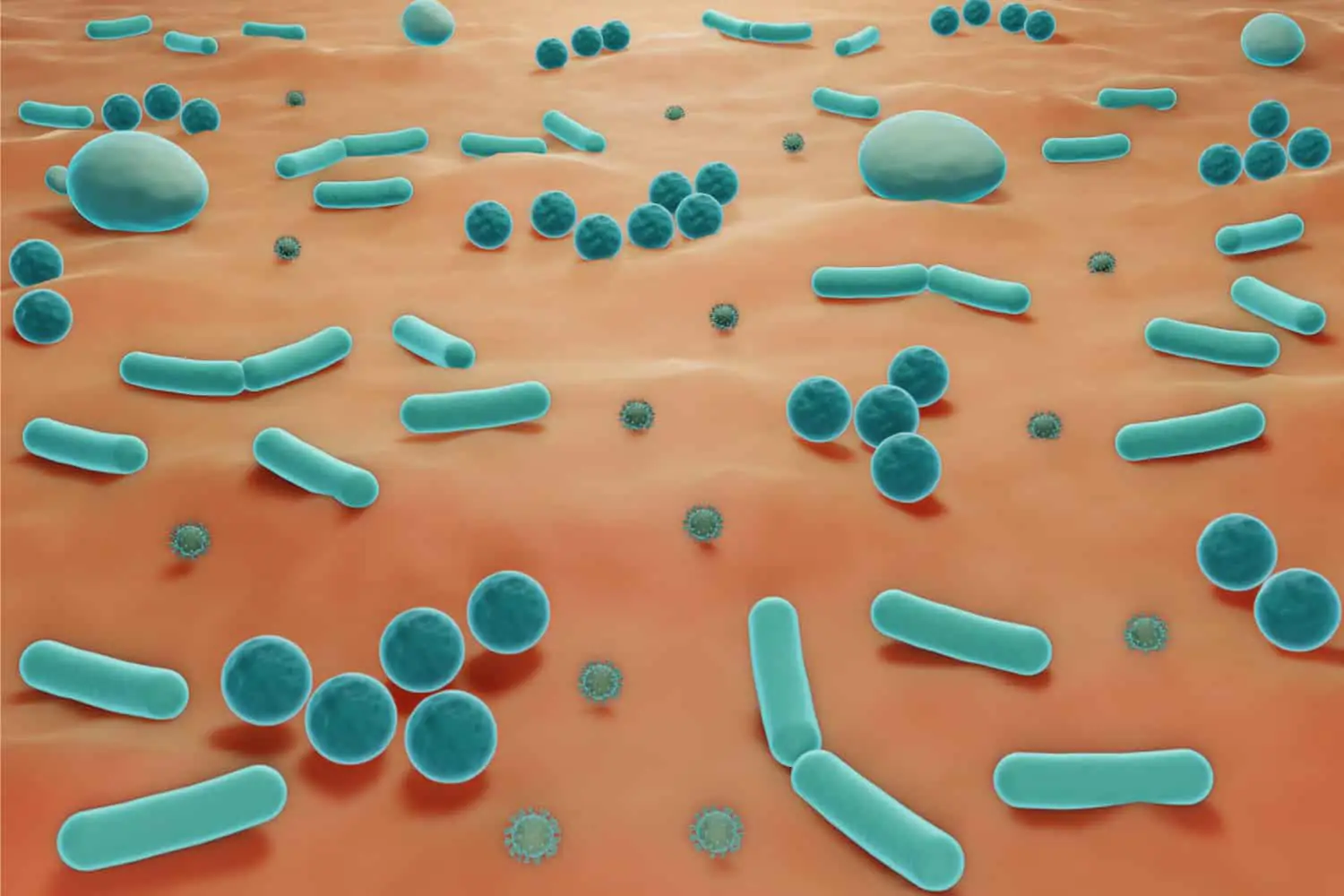 The skin microbiome and healthy ageing microbiome