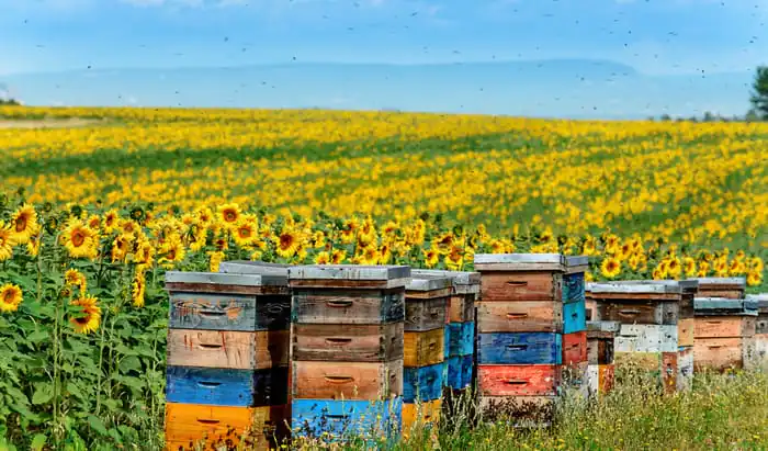 Allergy antibody may protect skin against cancer