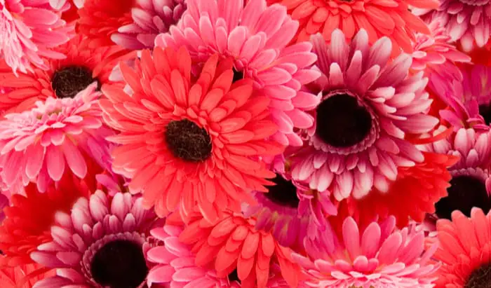 The symptoms of ovarian cancer