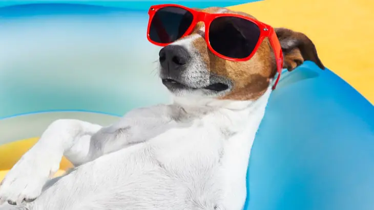 Dogs get heat exhaustion too
