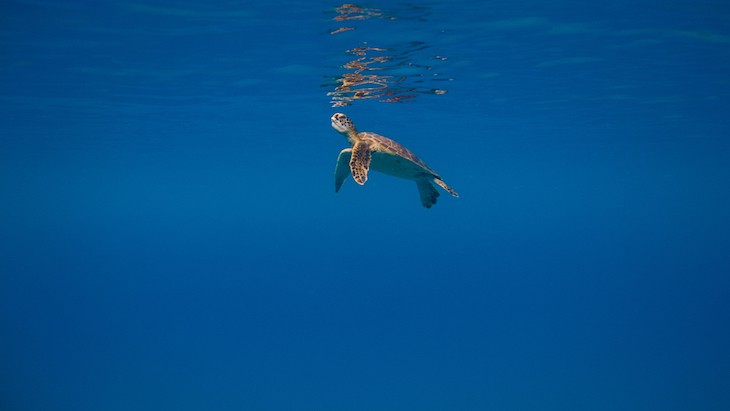 Coming up for air