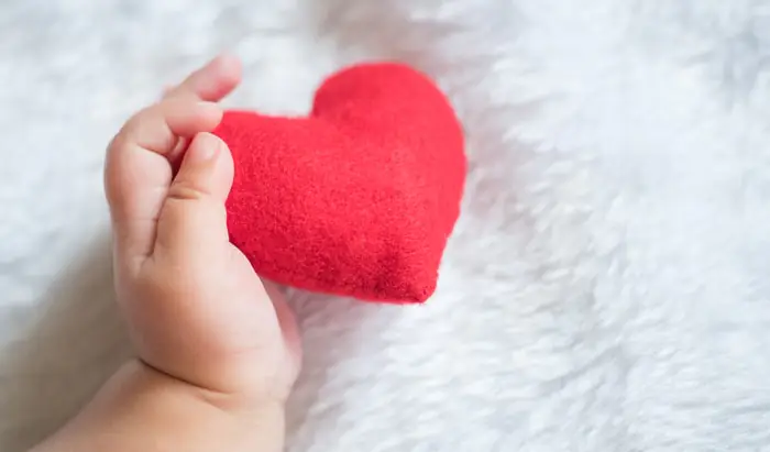 How the heart is built in the womb