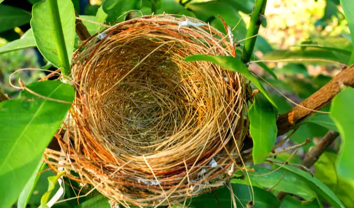 Coping with “Empty Nest Syndrome” Empty Nest Syndrome