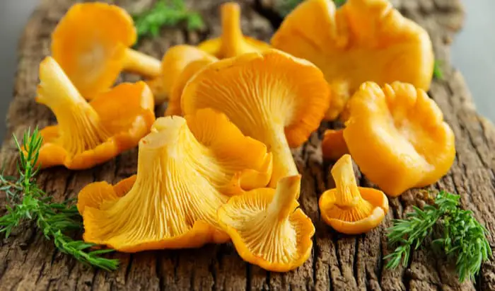 Chanterelle mushrooms Chanterelle mushrooms