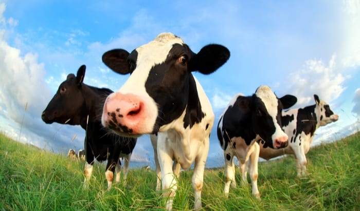 Plant-based drinks don’t measure up to milk’s nutrition or value