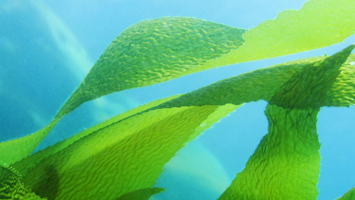 Seaweed – Kill or cure?