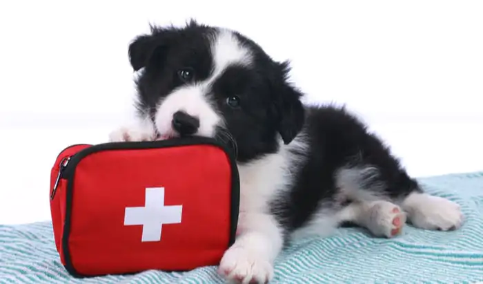 5 emergency tips & techniques to save your dog’s life dog