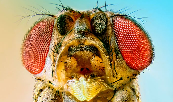 The impact of air pollution on insect health