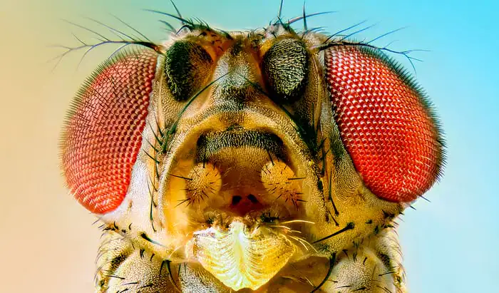 The impact of air pollution on insect health insect decline