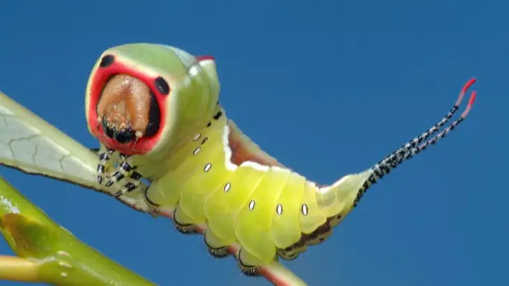 Caterpillars could hold the secret to new treatment for Osteoarthritis