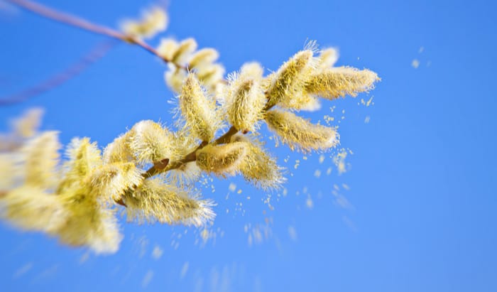 Reducing your pollen load