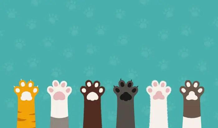 Diabetes in pets dogs