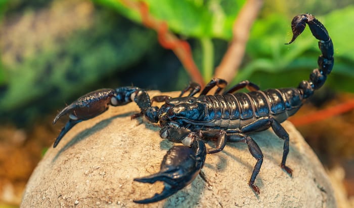Scorpion sting might save lives from coronavirus