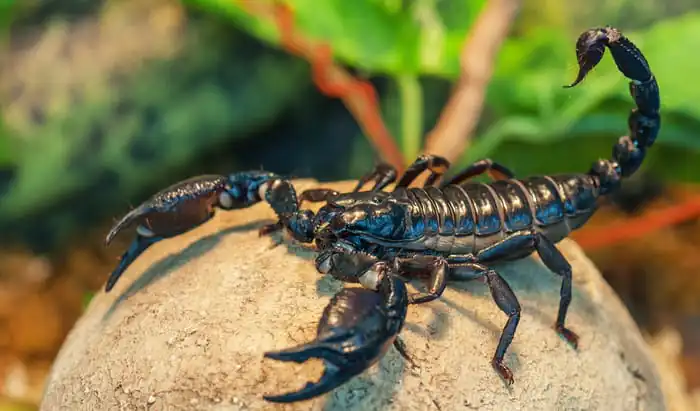 Scorpion sting might save lives from coronavirus