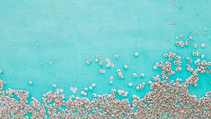 Barnacles and sharks